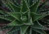 Do czego stosuje się żel aloesowy? aloes
