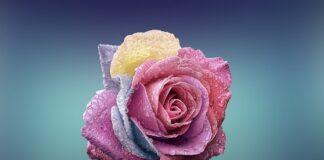 Ile lat ma Fabryka Wedla?