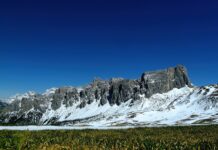 Jak zrobić nawóz do cytryny? Jak zrobić nawóz do cytryny?