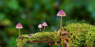 Co ile czyścić gąbkę w filtrze?