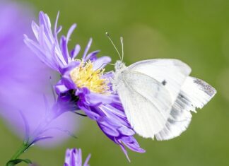 Jak pozbyć się pestycydów z cytrusów? Jak pozbyć się pestycydów z cytrusów?