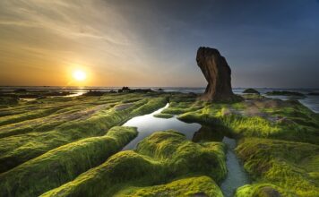 Co rozpuszcza glony? Co rozpuszcza glony?