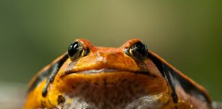 Czy pomidorowa ma gluten?