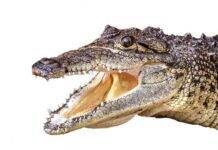 Czy da się przeżyć za 100 zł tygodniowo? Czy da się przeżyć za 100 zł tygodniowo?