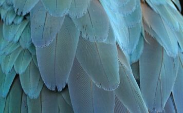 Jak zrobić ptasie mleczko na biszkopt?