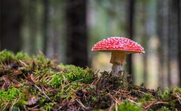 Jak wyczyścić pralkę grzyb w pralce?