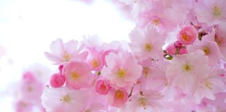 Dlaczego rośliny nie Babluja?