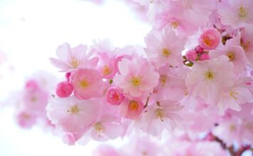 Dlaczego rośliny nie Babluja? Dlaczego rośliny nie Babluja?