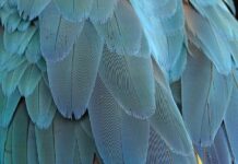 Jak zrobić ptasie mleczko z galaretki i jogurtu?