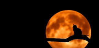 Jak usunąć czarny nalot w pralce?