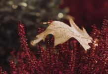 Czy Wrzos można dać na tort?