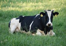 Jak zrobić krówki z patelni?