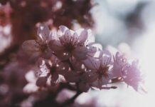 Gdzie produkują cukierki krówki?