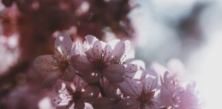 Gdzie produkują cukierki krówki?