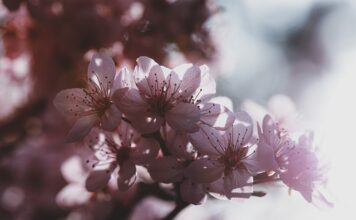 Gdzie produkują cukierki krówki?