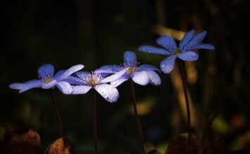 Czy czekolada jest dobra na wątrobę? Czy czekolada jest dobra na wątrobę?