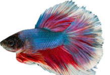 Czemu gupiki zdychają?