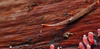 Jak pozbyć się Śluzowca z akwarium?