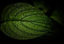 Jak oczyścić żyły w nogach?