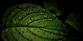 Jak oczyścić żyły w nogach?