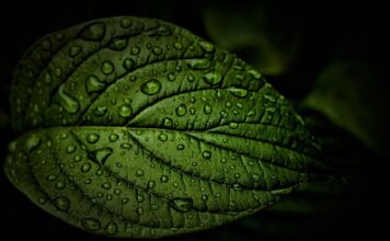 Jak oczyścić żyły w nogach?