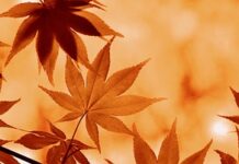 Ile można zjeść pomarańczy w ciągu dnia? Ile można zjeść pomarańczy w ciągu dnia?