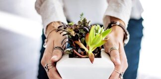 Jak się sadzi mandarynki?