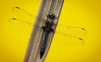 Co to jest skimmer w akwarium?