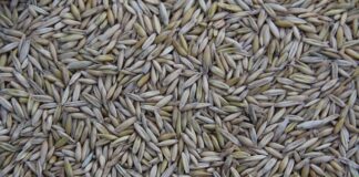 Kto produkuje czekolady dla Lidla?