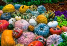 Czy wegetarianie chorują na raka jelita grubego?