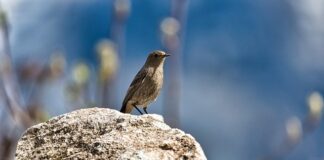 Jak usunąć pleśń z gumy?