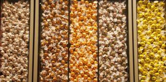 Co to znaczy Lindor?