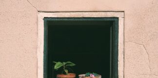 Jak podlewać mandarynki?