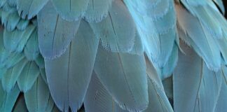 Jak zrobić ptasie mleczko z jajek?