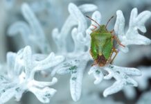 Co jest tanie i syte?