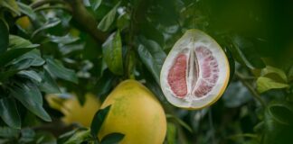 Kto nie może jeść pomelo?