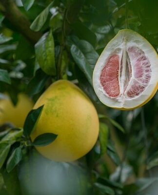 Kto nie może jeść pomelo? Kto nie może jeść pomelo?