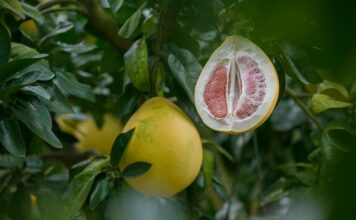 Kto nie może jeść pomelo?