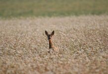 Jaka jest najlepsza kasza dla jelit?