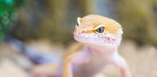 W jakich słodyczach są robaki?