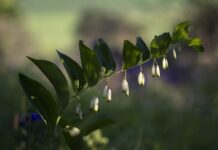 Jaka to prawdziwa czekolada?