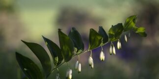 Jaka to prawdziwa czekolada?