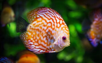 Czy można wlać wode utleniona do akwarium?