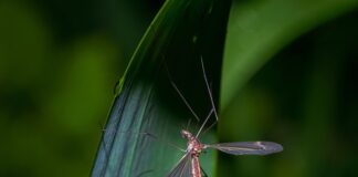 Jak rozpoznać nicienie u ryb?