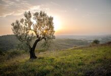 Co na drugie danie szybko?