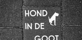 Jak pozbyć się odchodów ryb z akwarium?