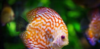 Jak mieć piekne akwarium?